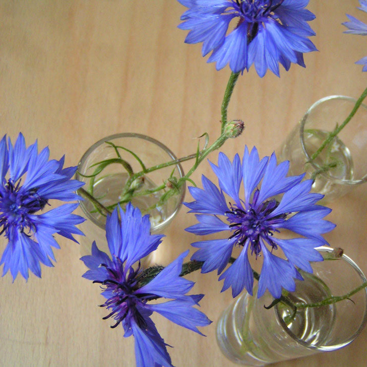 petit bouquet de bleuets en chemin de table
